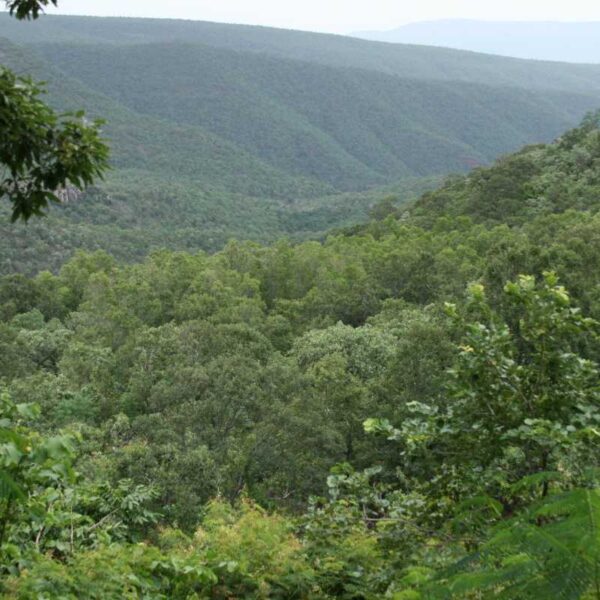 Sri Venkateswara National Park