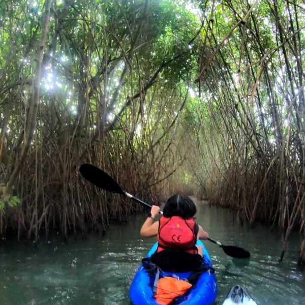 Mangrove Forest Kayaking