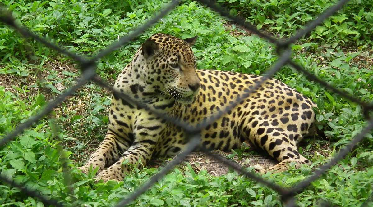 Nehru Zoo Park