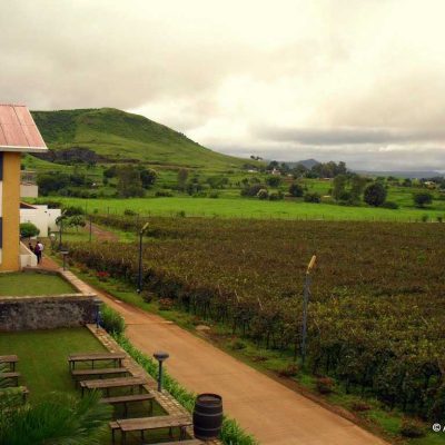 Sula Vineyard